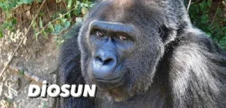 🦍 emoji @burakadmins @AsenaUserBot Paketi 3 Telegram sticker 22 of 120