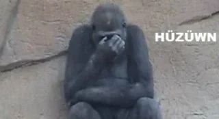 🦍 emoji @burakadmins @AsenaUserBot Paketi 3 Telegram sticker 18 of 120