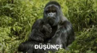 🦍 emoji @burakadmins @AsenaUserBot Paketi 3 Telegram sticker 21 of 120