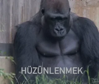 🦍 emoji @burakadmins @AsenaUserBot Paketi 3 Telegram sticker 20 of 120