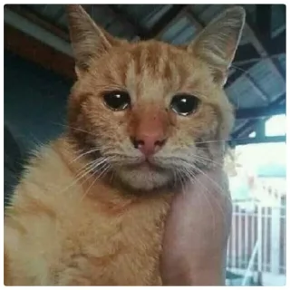 😁 emoji Poveri gatti Telegram sticker 13 of 30