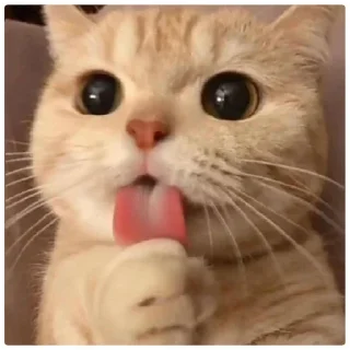 😁 emoji Poveri gatti Telegram sticker 18 of 30