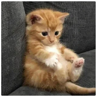 😁 emoji Poveri gatti Telegram sticker 20 of 30