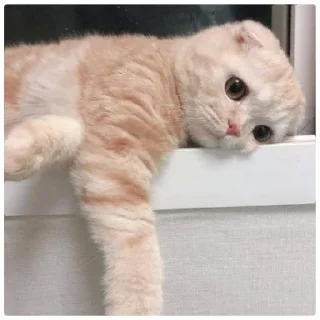 😁 emoji Poveri gatti Telegram sticker 7 of 30