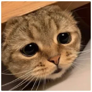 😁 emoji Poveri gatti Telegram sticker 9 of 30