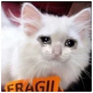 😁 emoji Poveri gatti Telegram sticker 1 of 30