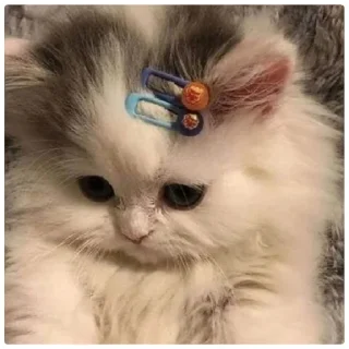 😁 emoji Poveri gatti Telegram sticker 5 of 30