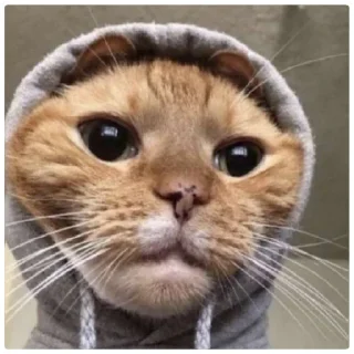 😁 emoji Poveri gatti Telegram sticker 2 of 30
