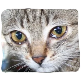 😁 emoji Poveri gatti Telegram sticker 12 of 30