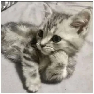 😁 emoji Poveri gatti Telegram sticker 19 of 30
