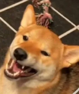 🐶 emoji ЭДИК КРАШ 💗 Telegram sticker 7 of 11