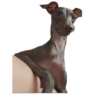 🤯 emoji Нарезка смешной собаки жоры фаоряо пак 2.4 Telegram sticker 21 of 30