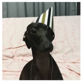 🤯 emoji Нарезка смешной собаки жоры фаоряо пак 2.4 Telegram sticker 24 of 30
