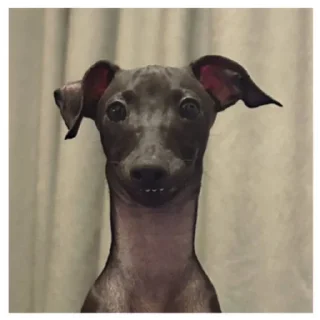 🤯 emoji Нарезка смешной собаки жоры фаоряо пак 2.4 Telegram sticker 7 of 30