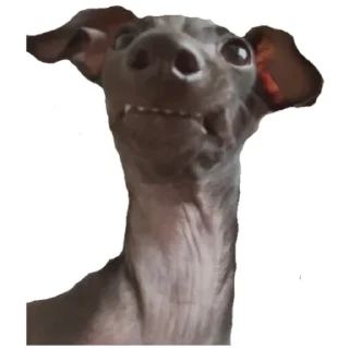 🤯 emoji Нарезка смешной собаки жоры фаоряо пак 2.4 Telegram sticker 19 of 30