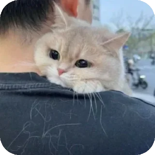 Sticker from Meow