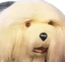 Sticker from meme team dream pack