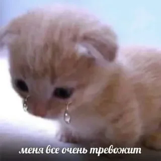 Sticker from Котики от SCh