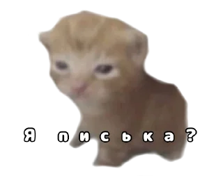 Sticker from Котики от SCh