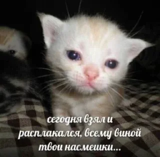 Sticker from Котики от SCh
