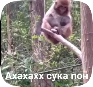 Sticker from Обезьянки поны
