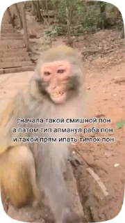 Sticker from Обезьянки поны