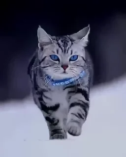 😁 emoji BliSSfulRain..'s video pack Telegram sticker 6 of 33