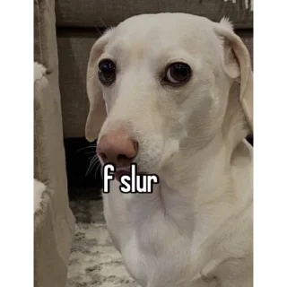 Sticker from homophobic dog