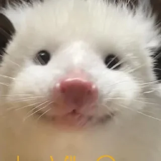 Sticker from Poucho Villa Opossum