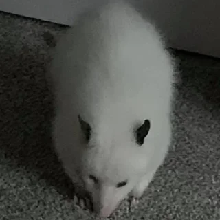 Sticker from Poucho Villa Opossum