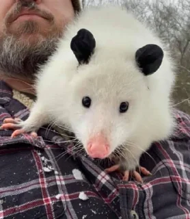 Sticker from Poucho Villa Opossum