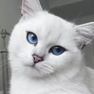 😾 emoji tyna😷 Telegram sticker 14 of 78