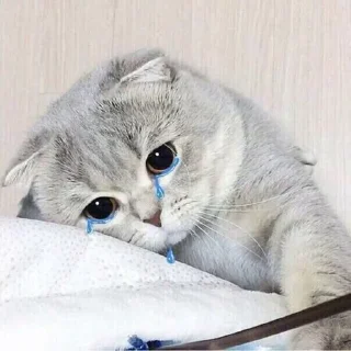 😭 emoji tyna😷 Telegram sticker 12 of 78