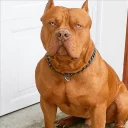 Sticker from DogS