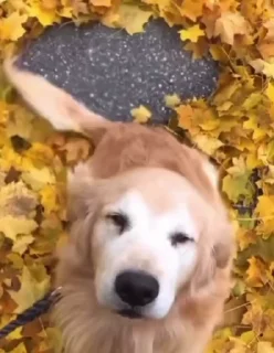 Sticker from Doggos