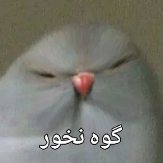🦜 emoji Parande Haghir (Iranboys version) Telegram sticker 11 of 85