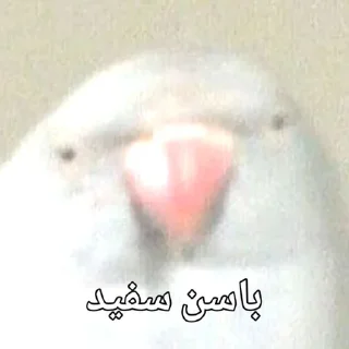 🦜 emoji Parande Haghir (Iranboys version) Telegram sticker 14 of 85