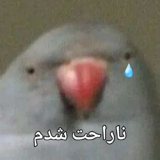 🦜 emoji Parande Haghir (Iranboys version) Telegram sticker 16 of 85