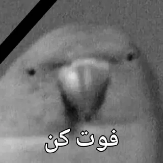 🦜 emoji Parande Haghir (Iranboys version) Telegram sticker 18 of 85