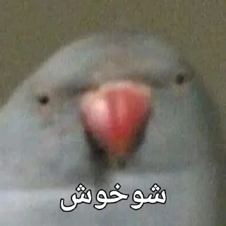 🦜 emoji Parande Haghir (Iranboys version) Telegram sticker 5 of 85