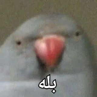 🦜 emoji Parande Haghir (Iranboys version) Telegram sticker 21 of 85
