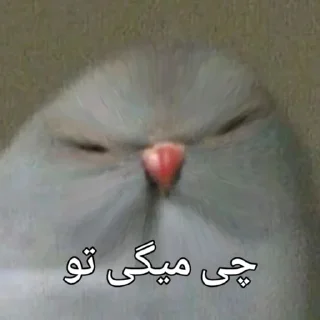 🦜 emoji Parande Haghir (Iranboys version) Telegram sticker 8 of 85