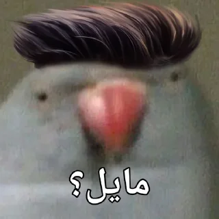 🦜 emoji Parande Haghir (Iranboys version) Telegram sticker 19 of 85