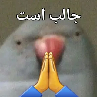🦜 emoji Parande Haghir (Iranboys version) Telegram sticker 10 of 85