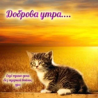 Sticker from картинки с котятами