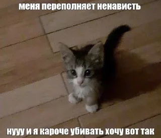 Sticker from картинки с котятами