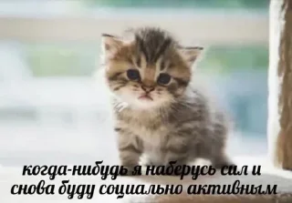 Sticker from картинки с котятами