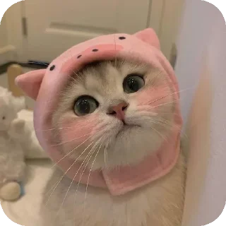 Sticker from @Mirzya ki billi