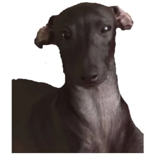 😢 emoji Нарезка смешной собаки жоры пак фаоряо  2.2 Telegram sticker 20 of 22