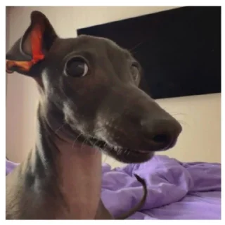 🤯 emoji Нарезка смешной собаки жоры фаоряо пак 2.4 Telegram sticker 17 of 30